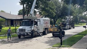 Tree Service in DFW