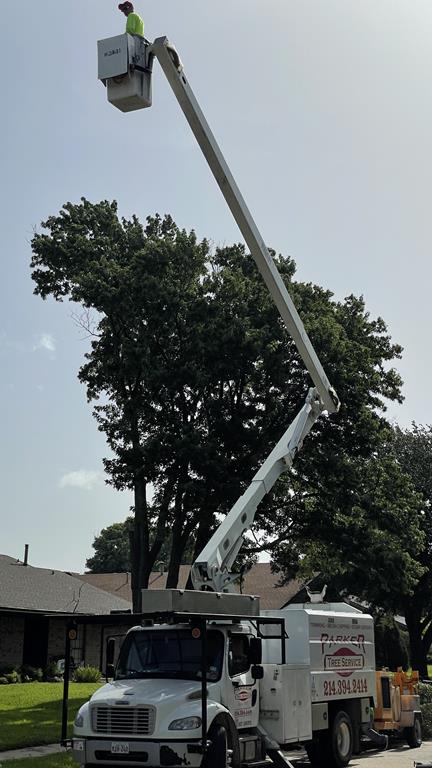 ISA Certified Arborist inspecting a tree branch