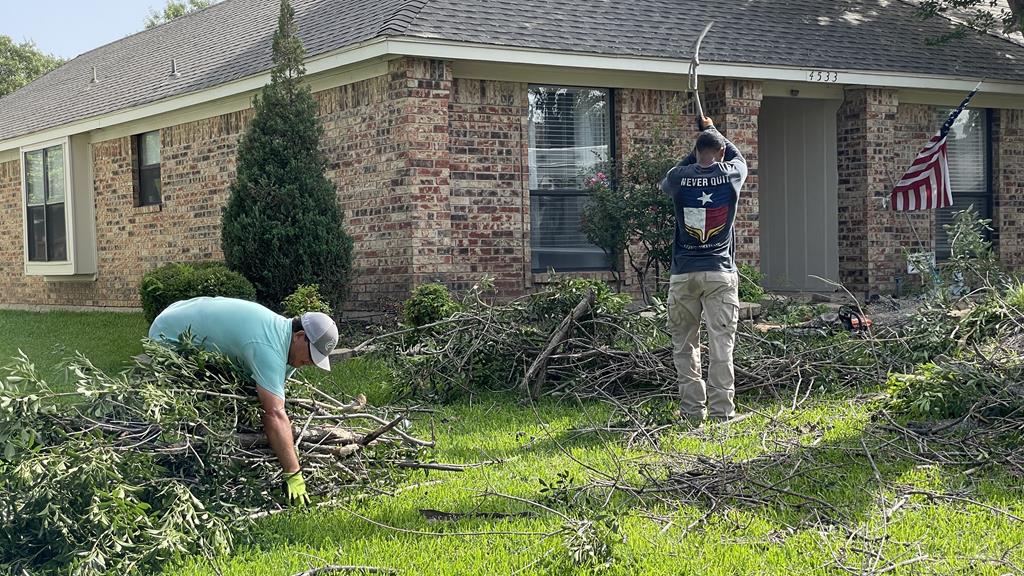 Tree Pruning, Trimming, Reduction in DFW