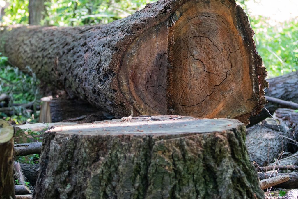 Tree Service in DFW