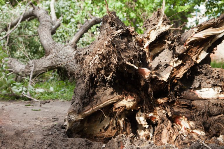 Tree Service in DFW