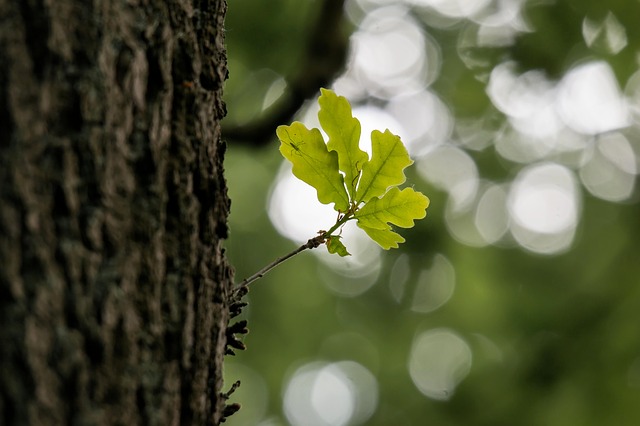 Tree Service in DFW