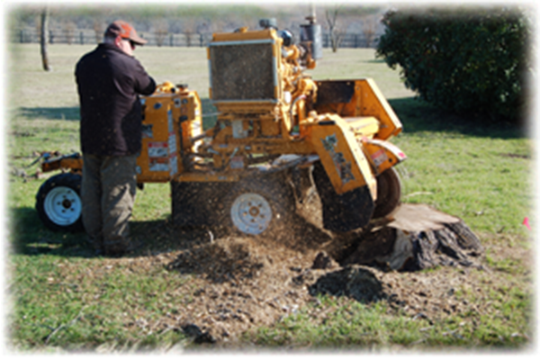 Tree Service in DFW