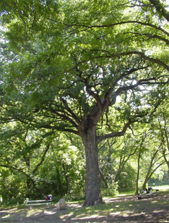 Tree Service in DFW